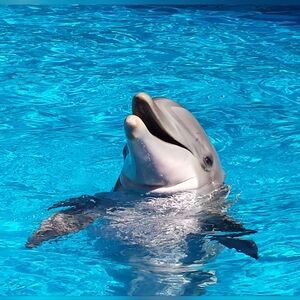 Meet your Posher, Wilma